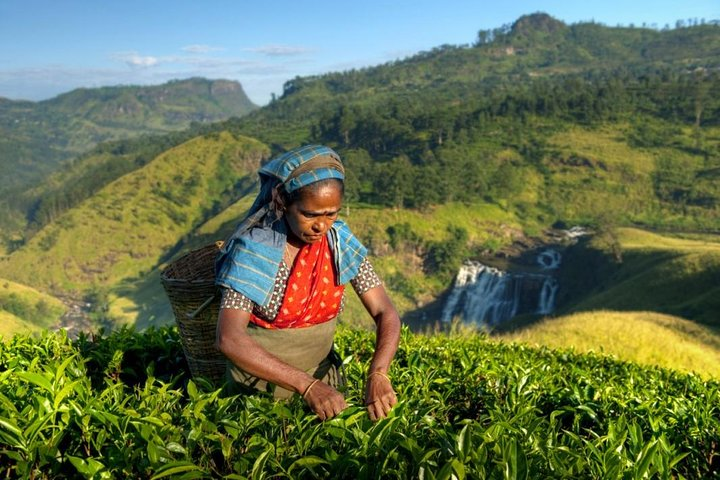 Tea Plucking